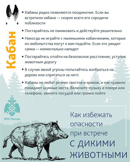 Плакат «Как избежать опасности при встрече с дикими животными» Часть 2