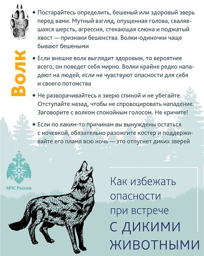 Плакат «Как избежать опасности при встрече с дикими животными» Часть 3